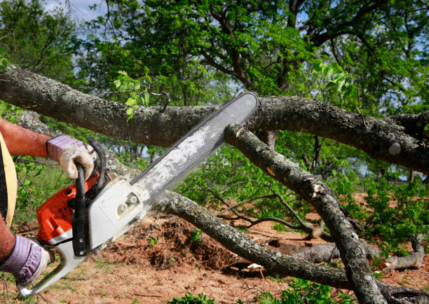 Best Best Tree Removal Services  in USA